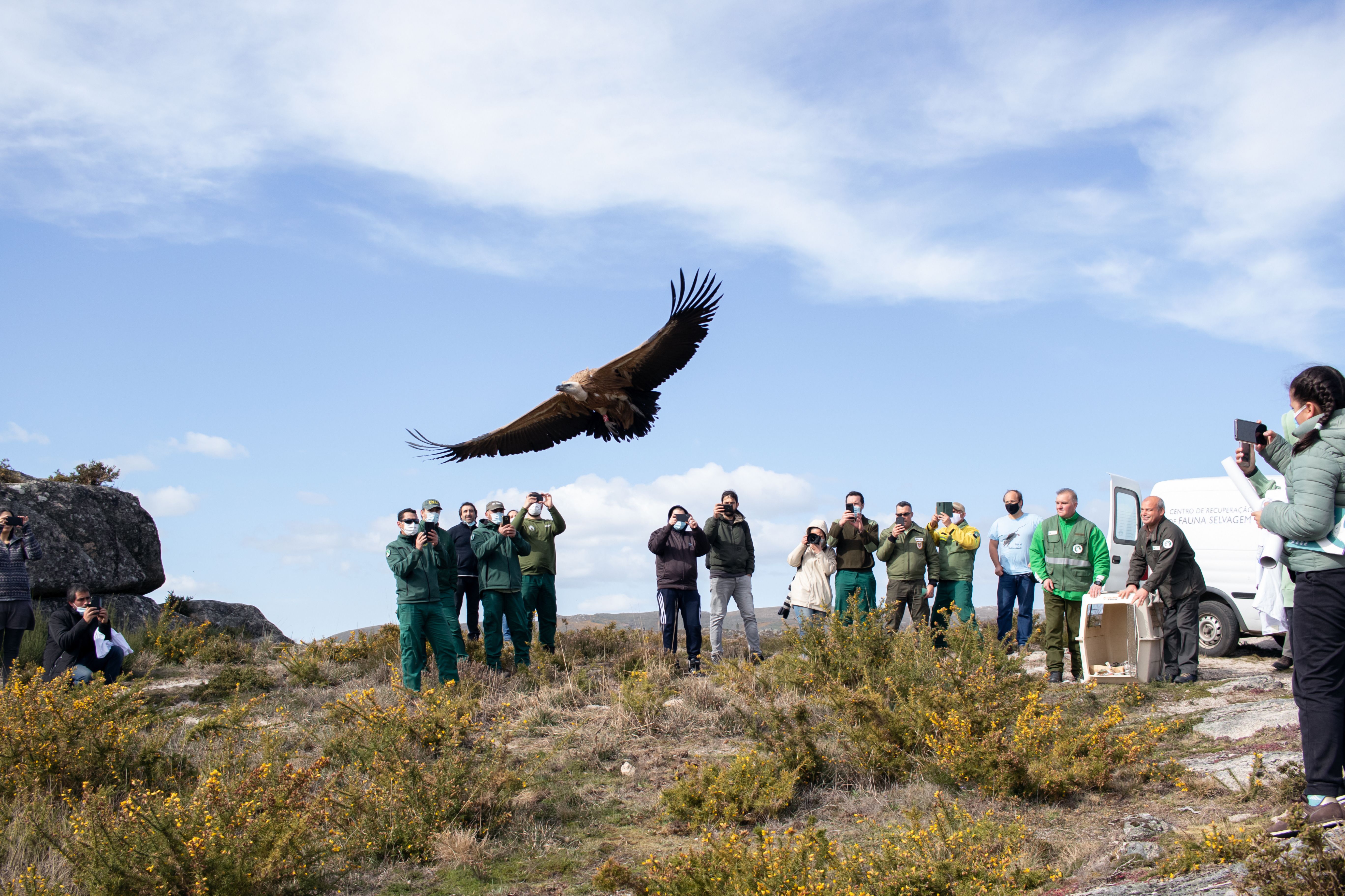 Grifo marcado com emissor GPS no Parque Nacional integra rede de monitorização de ameaças para a fauna silvestre do projeto Sentinelas