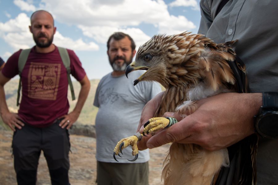 Projeto Sentinelas alargado tem 23 aves marcadas e contribui para o Plano de A��o das Aves Necr�fagas
